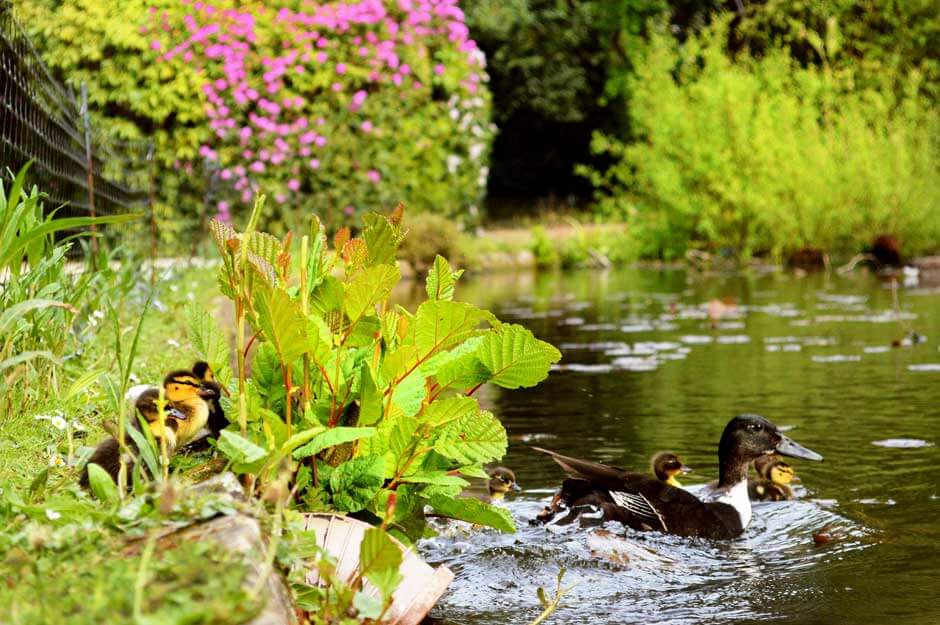 ducks-on-froebel-lake